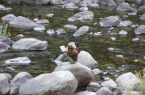 Painting in Mercede River